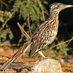 Greater Roadrunner